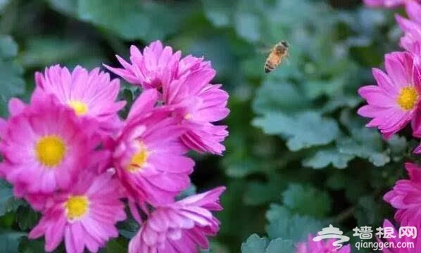 北京的秋天有什么 除了红叶还有这些美景[墙根网]