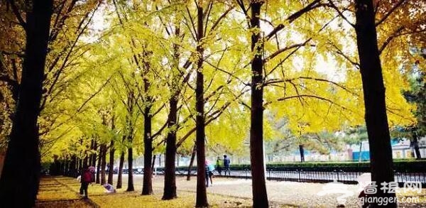 北京的秋天有什么 除了红叶还有这些美景[墙根网]