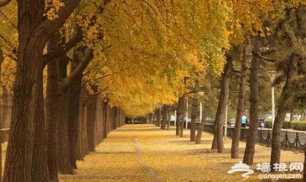 北京的秋天有什么 除了红叶还有这些美景[墙根网]