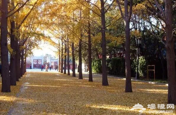 北京的秋天有什么 除了红叶还有这些美景[墙根网]
