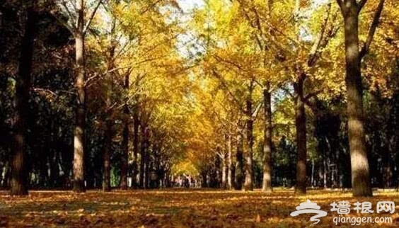 北京的秋天有什么 除了红叶还有这些美景[墙根网]