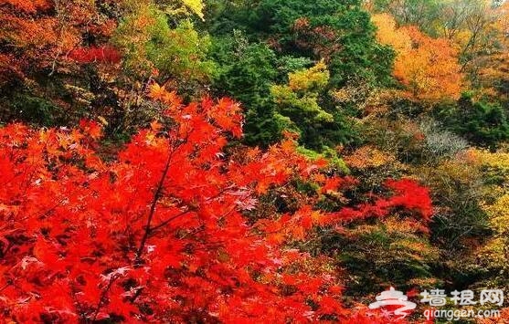 北京的秋天有什么 除了红叶还有这些美景[墙根网]