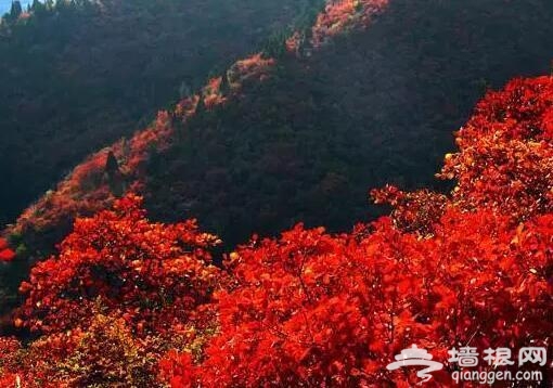 北京的秋天有什么 除了红叶还有这些美景[墙根网]