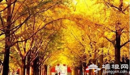 北京的秋天有什么 除了红叶还有这些美景[墙根网]