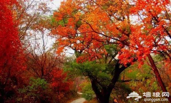 北京的秋天有什么 除了红叶还有这些美景[墙根网]