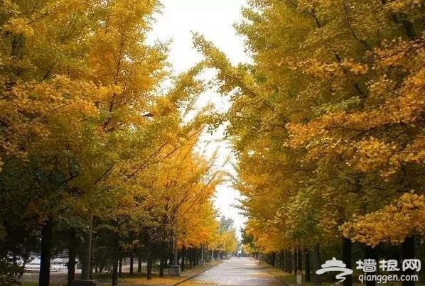 北京的秋天有什么 除了红叶还有这些美景[墙根网]