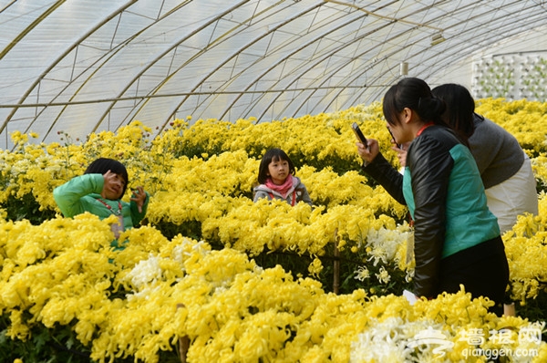 第八届平谷西柏店菊花美食节开幕[墙根网]