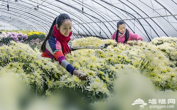 第八届平谷西柏店菊花美食节开幕[墙根网]