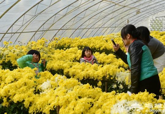 第八届平谷西柏店菊花美食节开幕