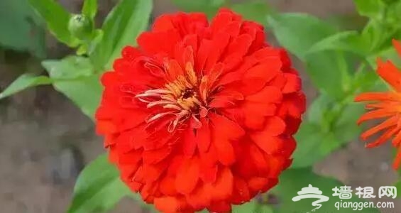 五大北京赏菊的地方 立冬降至 菊花仍美[墙根网]