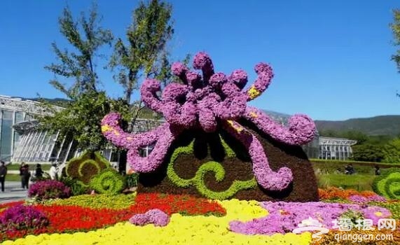 五大北京赏菊的地方 立冬降至 菊花仍美[墙根网]