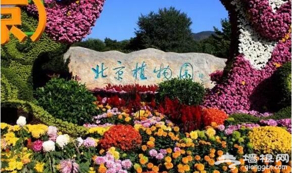 五大北京赏菊的地方 立冬降至 菊花仍美[墙根网]