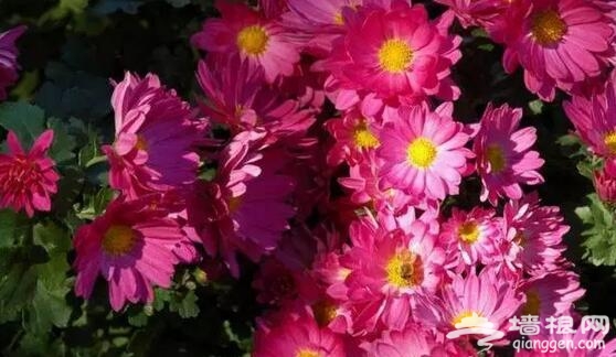 五大北京赏菊的地方 立冬降至 菊花仍美[墙根网]
