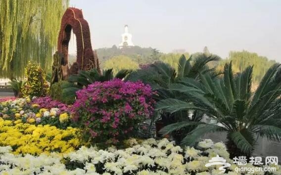五大北京赏菊的地方 立冬降至 菊花仍美[墙根网]