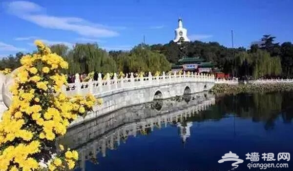 五大北京赏菊的地方 立冬降至 菊花仍美[墙根网]