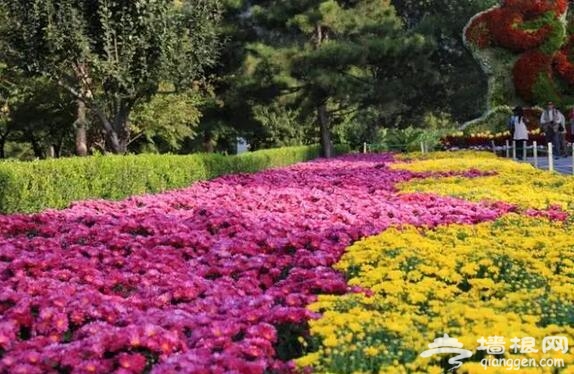 五大北京赏菊的地方 立冬降至 菊花仍美[墙根网]
