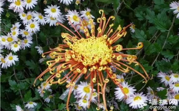 五大北京赏菊的地方 立冬降至 菊花仍美[墙根网]