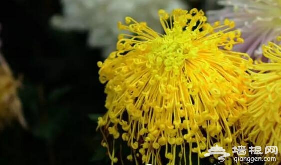 五大北京赏菊的地方 立冬降至 菊花仍美[墙根网]