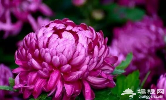 五大北京赏菊的地方 立冬降至 菊花仍美[墙根网]