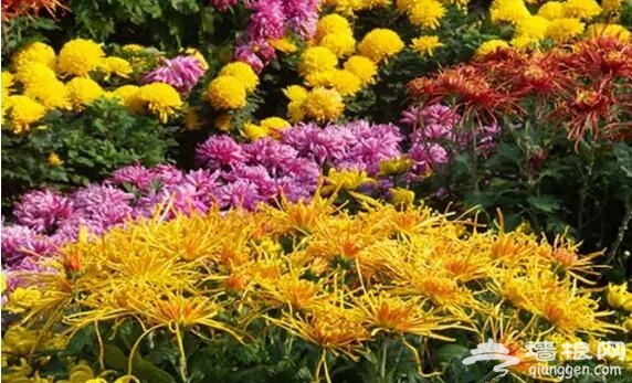五大北京赏菊的地方 立冬降至 菊花仍美[墙根网]