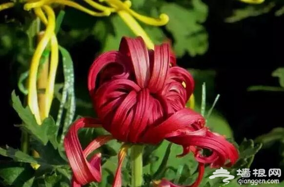 五大北京赏菊的地方 立冬降至 菊花仍美[墙根网]