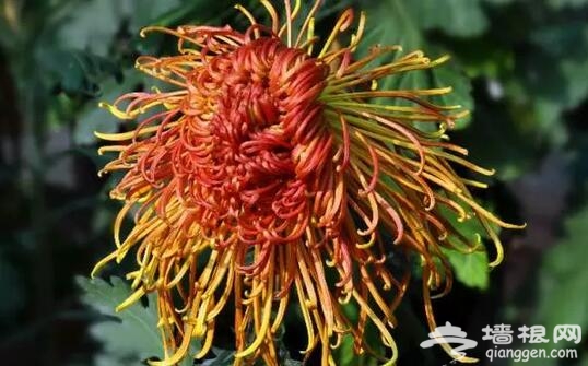 五大北京赏菊的地方 立冬降至 菊花仍美[墙根网]