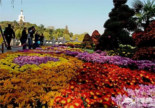 北海公园第三十七届菊花展在阐福寺举办