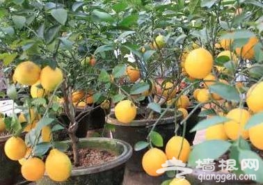 赏美景品文化 天津2016冬季旅游活动大菜单推出[墙根网]