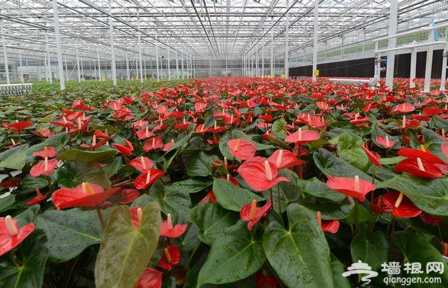 赏美景品文化 天津2016冬季旅游活动大菜单推出[墙根网]