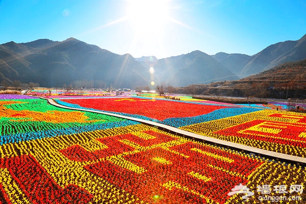 逆天了，密云人间花海冬季绚丽蜕变风车海洋！[墙根网]