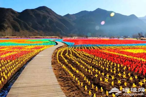 逆天了，密云人间花海冬季绚丽蜕变风车海洋！[墙根网]