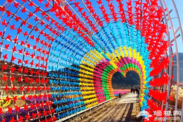 逆天了，密云人间花海冬季绚丽蜕变风车海洋！[墙根网]