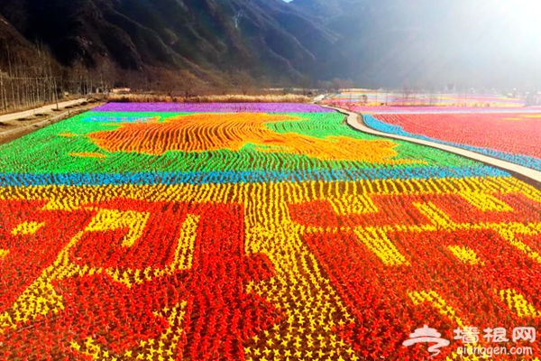 逆天了，密云人间花海冬季绚丽蜕变风车海洋！[墙根网]