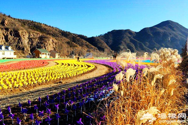 逆天了，密云人间花海冬季绚丽蜕变风车海洋！[墙根网]