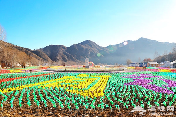 逆天了，密云人间花海冬季绚丽蜕变风车海洋！[墙根网]