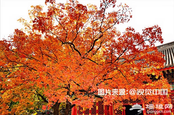 北京新年精彩活动攻略，气氛搞起来！[墙根网]