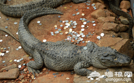 上海动物园鳄鱼池变许愿池 游客往里投币百枚