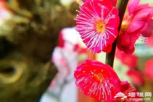 周末到京郊踏春赏梅 健身洗肺的首选地！[墙根网]