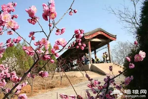 周末到京郊踏春赏梅 健身洗肺的首选地！[墙根网]