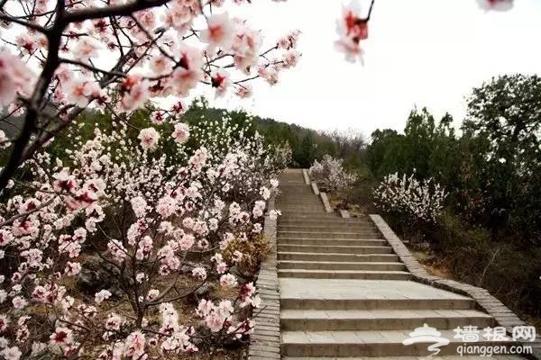 周末到京郊踏春赏梅 健身洗肺的首选地！[墙根网]