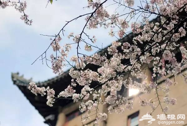 中国最美的樱花就要开了，谁还浪费钱去岛国啊！[墙根网]