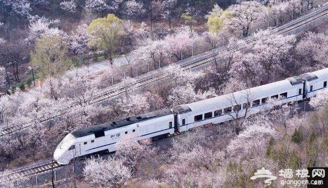 中国最美的樱花就要开了，谁还浪费钱去岛国啊！[墙根网]