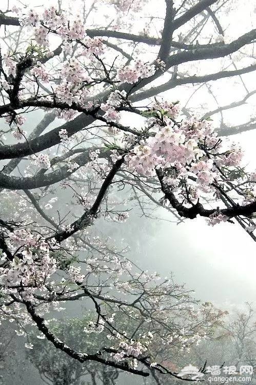 中国最美的樱花就要开了，谁还浪费钱去岛国啊！[墙根网]