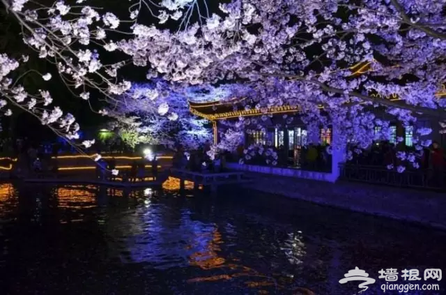 3月，这7大花海美哭了！[墙根网]