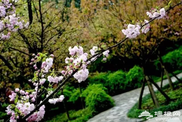 3月，这7大花海美哭了！[墙根网]