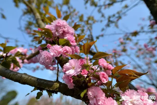 3月，这7大花海美哭了！[墙根网]