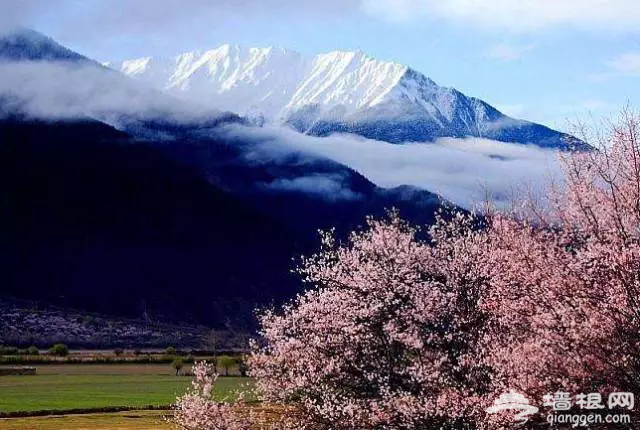 3月，这7大花海美哭了！[墙根网]