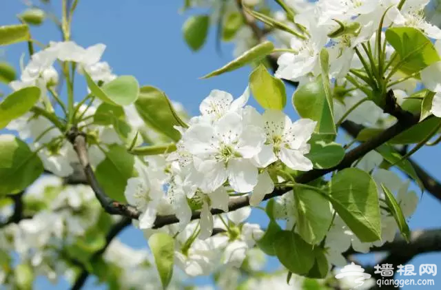 3月，这7大花海美哭了！[墙根网]