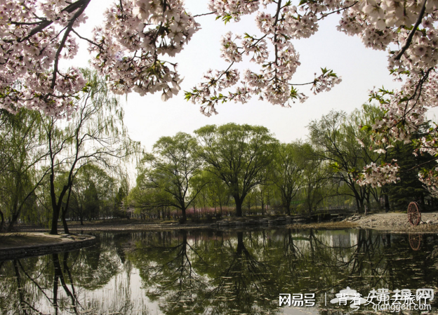 国内这9个樱花胜地比东京樱花美百倍[墙根网]