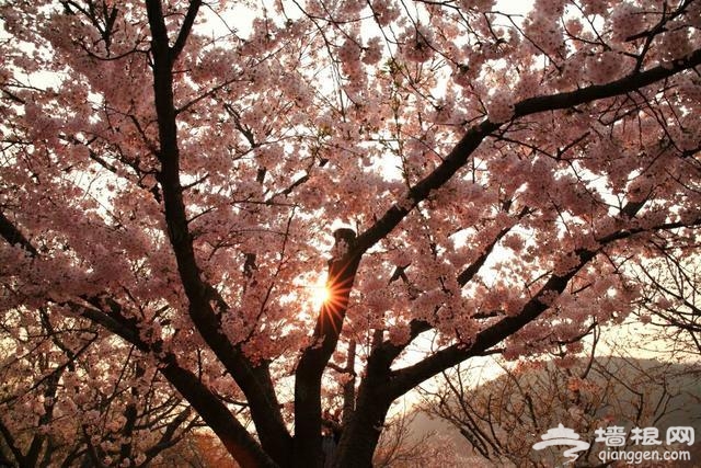 国内这9个樱花胜地比东京樱花美百倍[墙根网]
